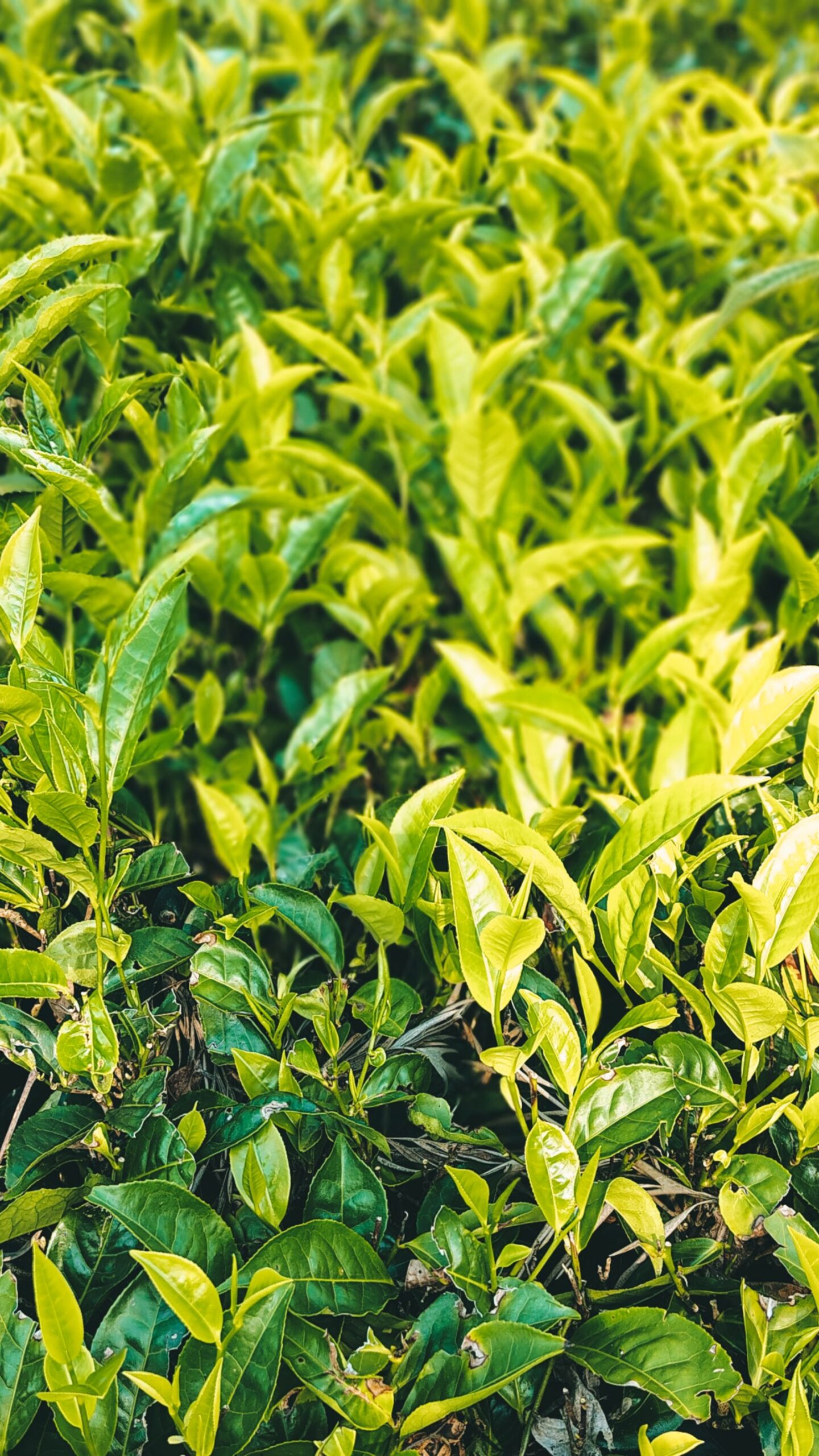 Campo di piante di tè verde Camellia sinensis, foglie fresche da cui si ricava la L-teanina