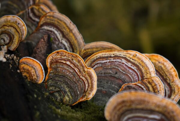 Funghi a mensola di Trametes versicolor (coda di tacchino) su un tronco in decomposizione nel bosco