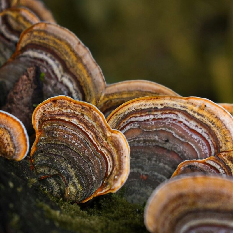 Funghi a mensola di Trametes versicolor (coda di tacchino) su un tronco in decomposizione nel bosco