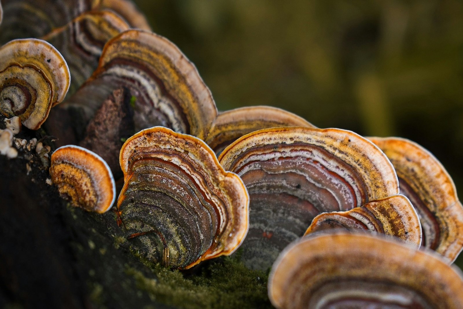 Funghi a mensola di Trametes versicolor (coda di tacchino) su un tronco in decomposizione nel bosco