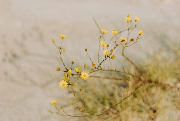 Piccolo fiore giallo di pianta desertica simile al Tribulus terrestris su terreno sabbioso