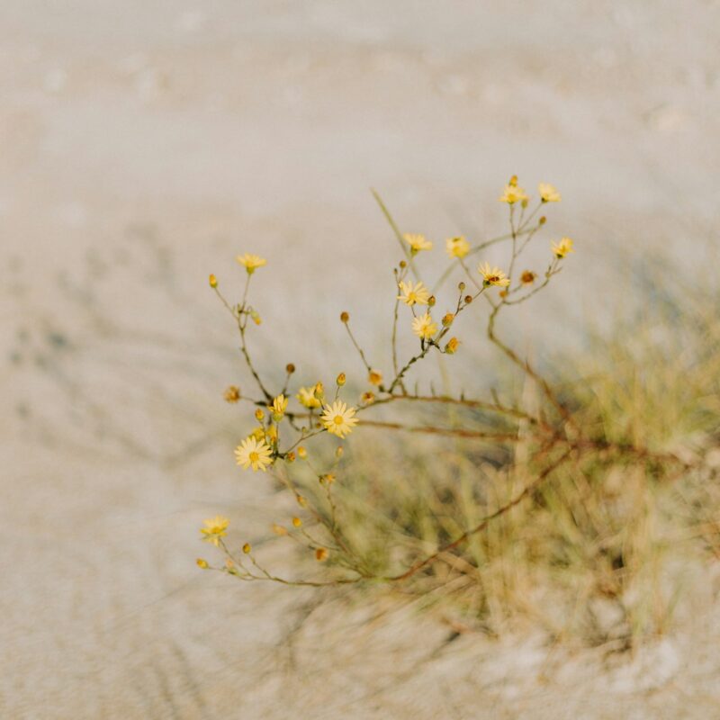 Piccolo fiore giallo di pianta desertica simile al Tribulus terrestris su terreno sabbioso