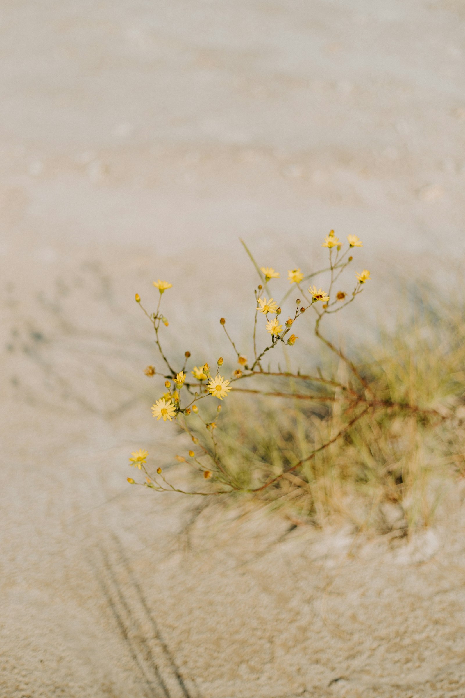 Piccolo fiore giallo di pianta desertica simile al Tribulus terrestris su terreno sabbioso
