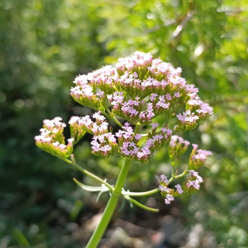 Fiori bianco-rosati di valeriana officinalis in fioritura, pianta usata tradizionalmente per il relax serale
