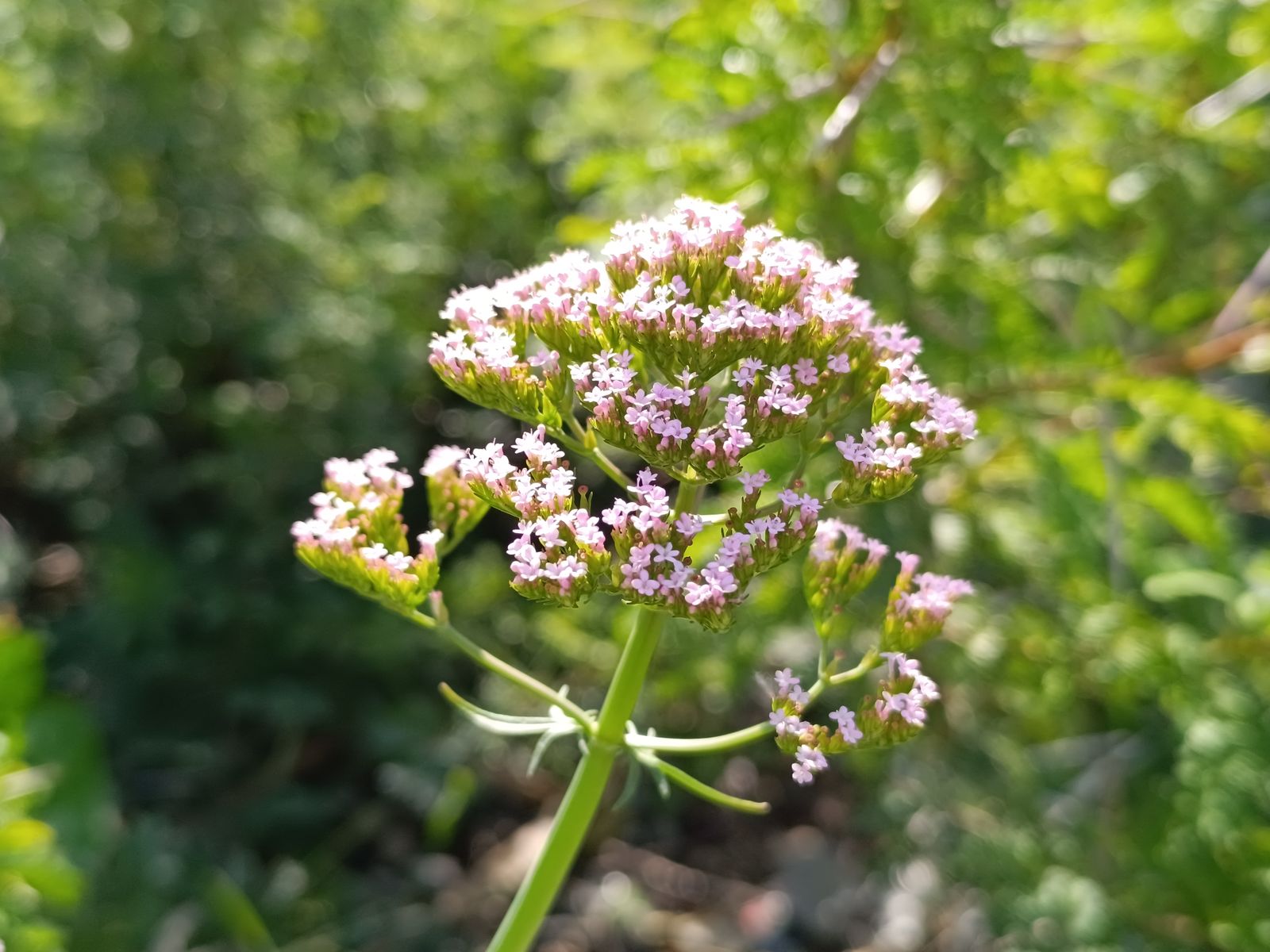 Fiori bianco-rosati di valeriana officinalis in fioritura, pianta usata tradizionalmente per il relax serale