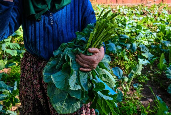Agricoltore raccoglie cavolo riccio fresco in un campo assolato, fonte di folati