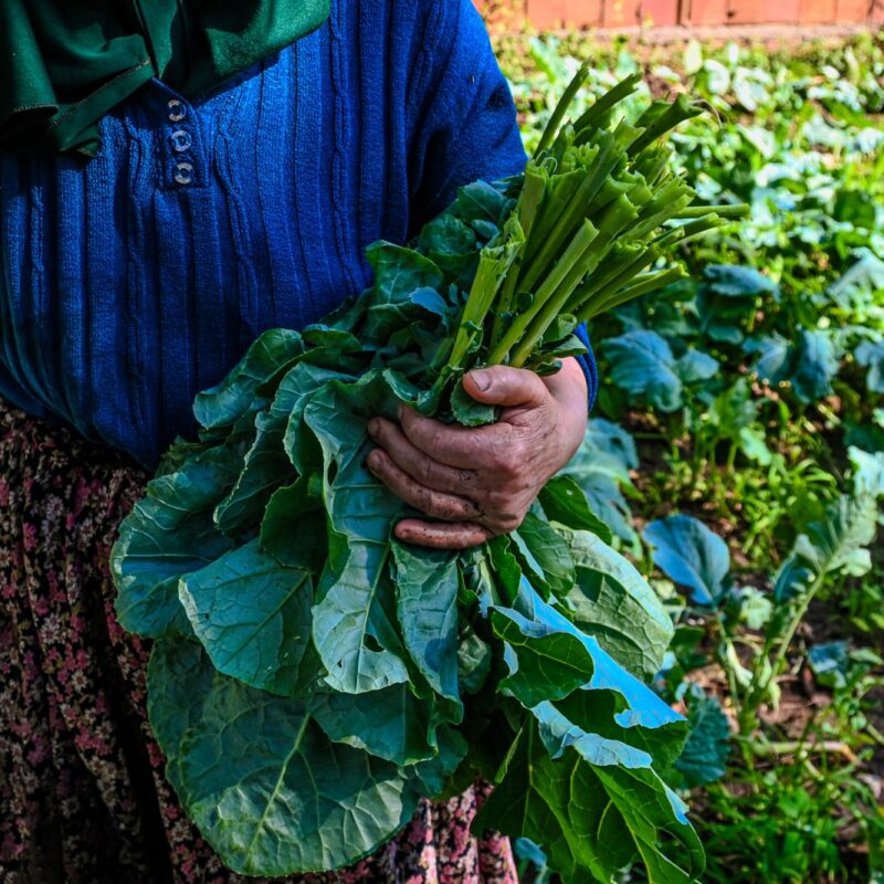 Agricoltore raccoglie cavolo riccio fresco in un campo assolato, fonte di folati