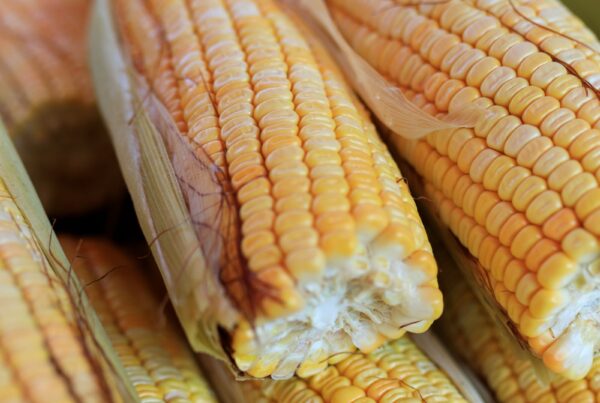 Pannocchie di mais fresco, una delle principali fonti alimentari di zeaxantina