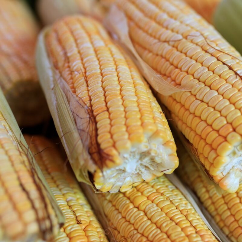 Pannocchie di mais fresco, una delle principali fonti alimentari di zeaxantina