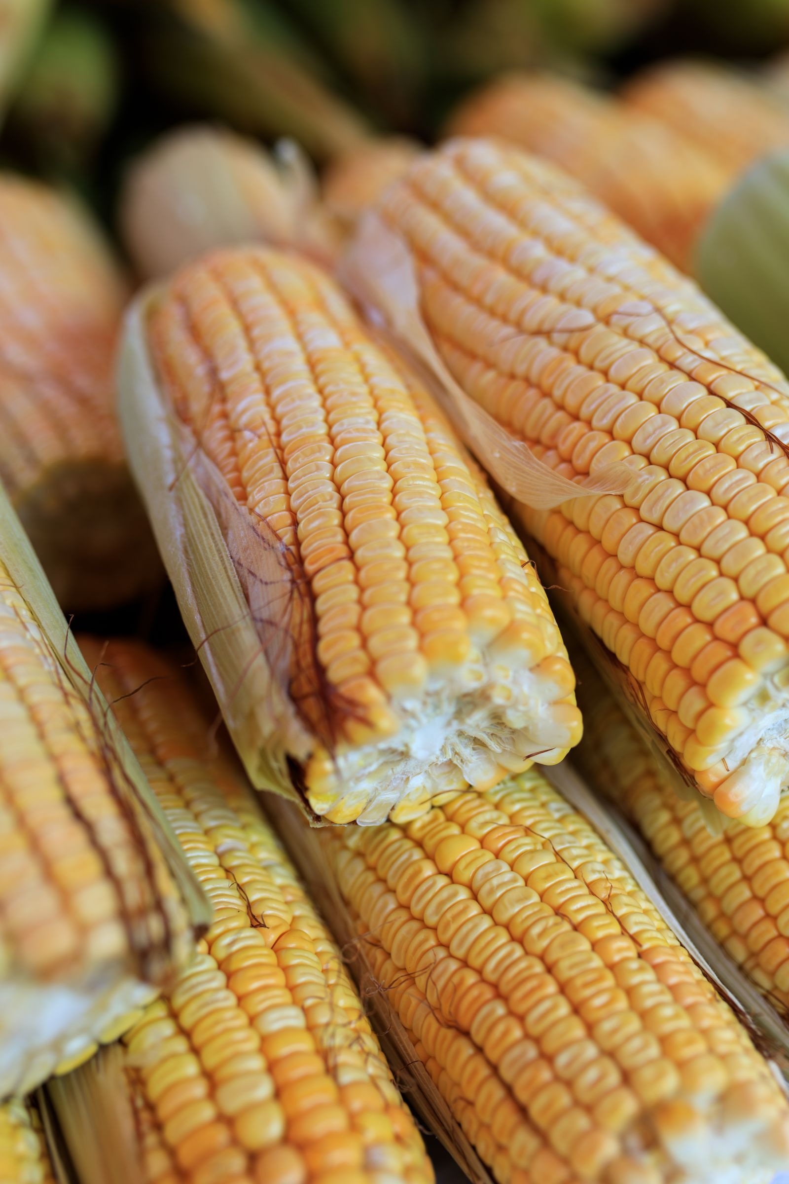 Pannocchie di mais fresco, una delle principali fonti alimentari di zeaxantina