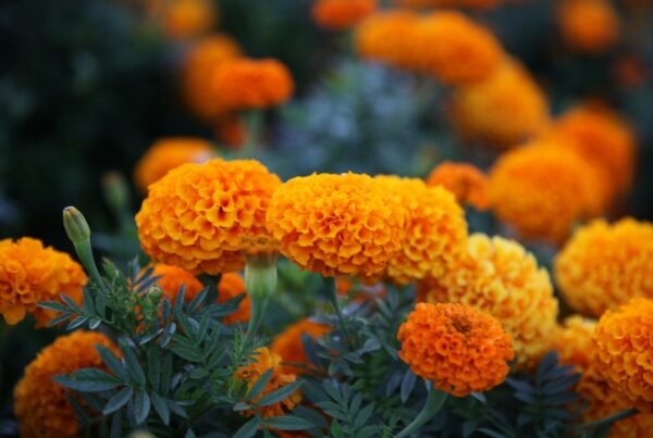 Fiori arancioni in giardino, illustrazione botanica degli estratti vegetali
