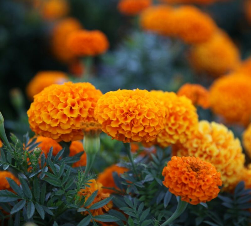Fiori arancioni in giardino, illustrazione botanica degli estratti vegetali
