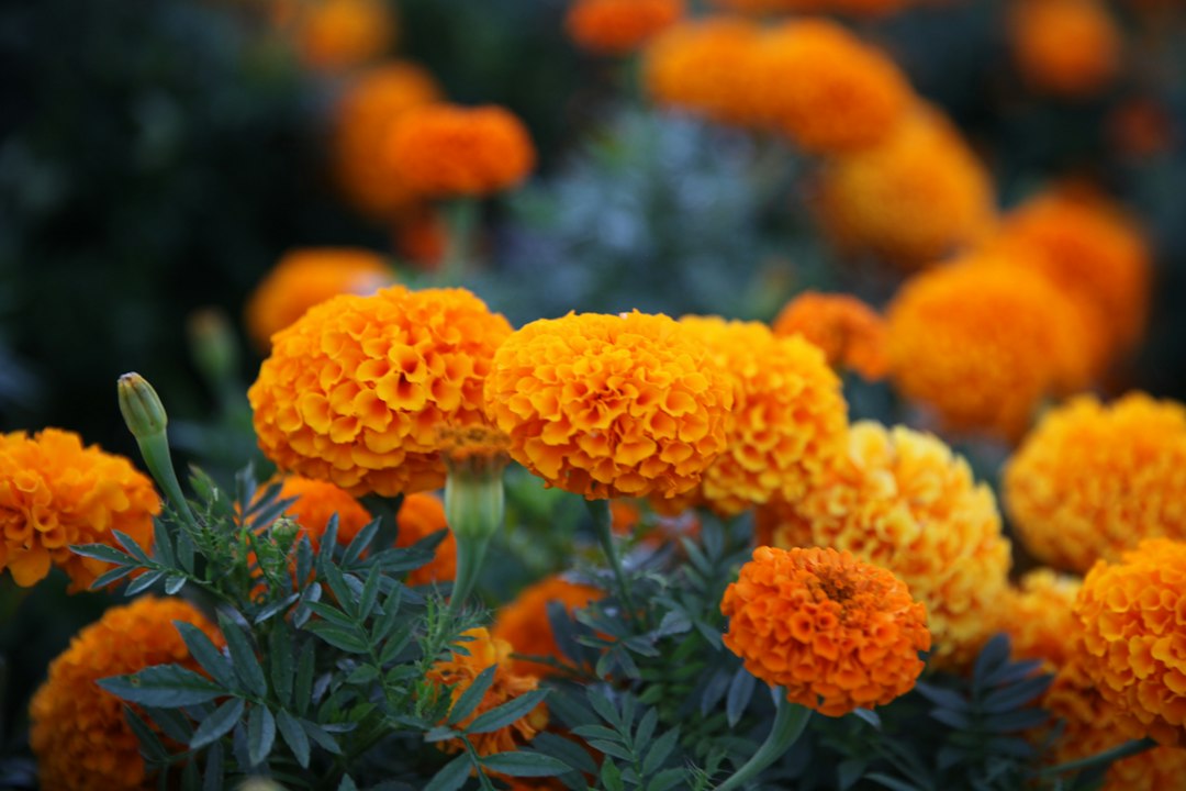 Fiori arancioni in giardino, illustrazione botanica degli estratti vegetali