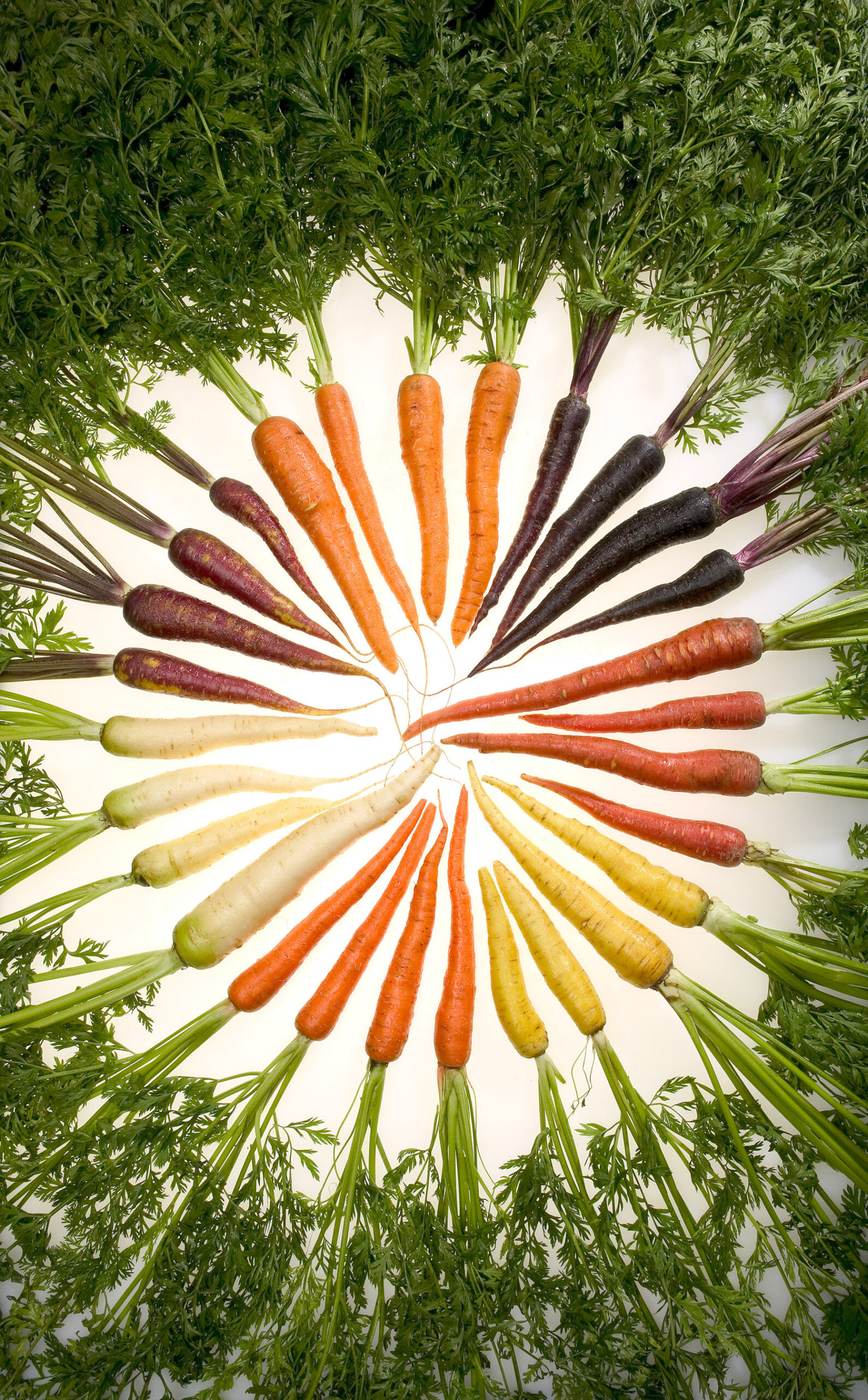 Carote di diversi colori, ortaggi ricchi di carotenoidi