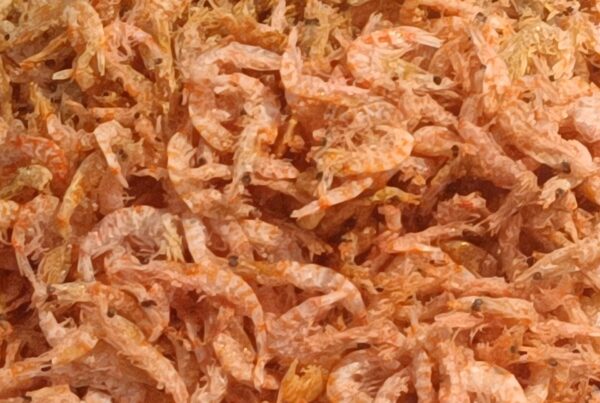 Krill antartico essiccato, piccoli crostacei color rosato-arancio disposti in un mucchio.