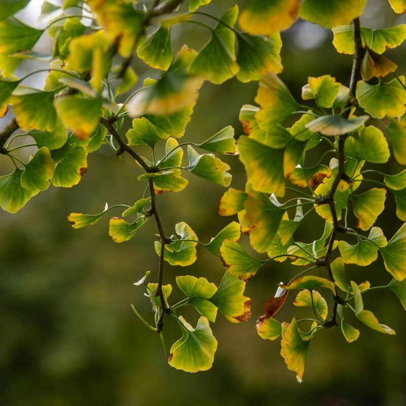 Foglie verdi e gialle a ventaglio di Ginkgo biloba sui rami in autunno