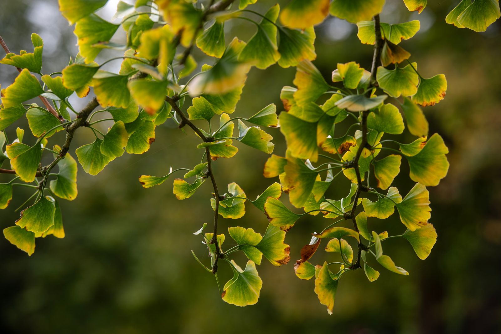 Foglie verdi e gialle a ventaglio di Ginkgo biloba sui rami in autunno