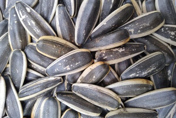 Semi di girasole, una delle materie prime vegetali da cui si ottengono steroli e stanoli.