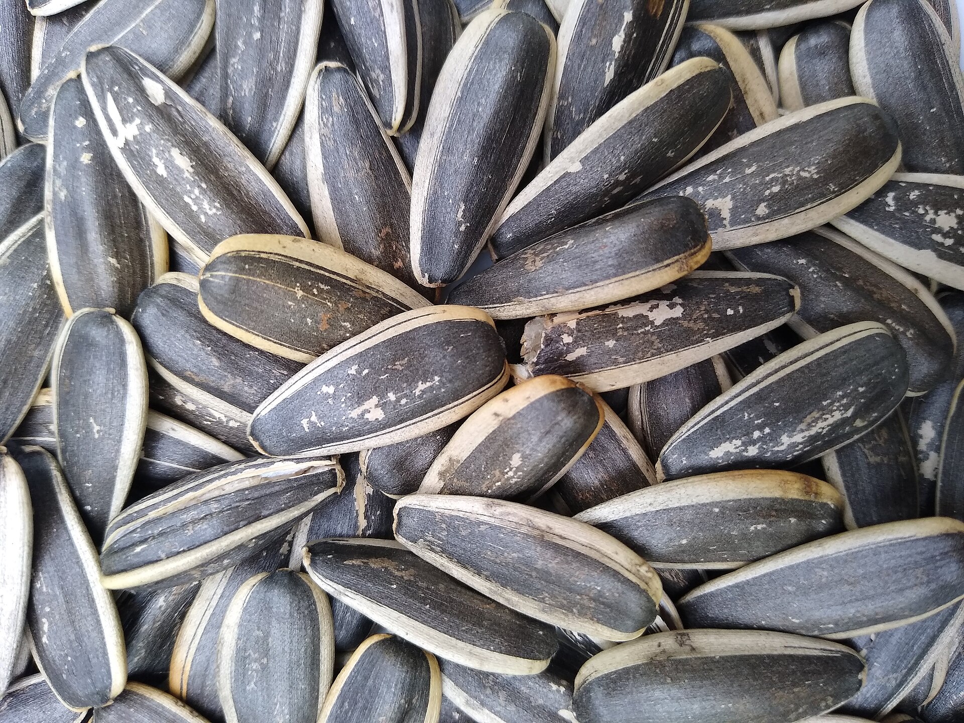 Semi di girasole, una delle materie prime vegetali da cui si ottengono steroli e stanoli.