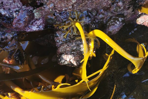 Alga bruna del genere Laminaria (kelp), una delle fonti da cui si estrae l'acido alginico