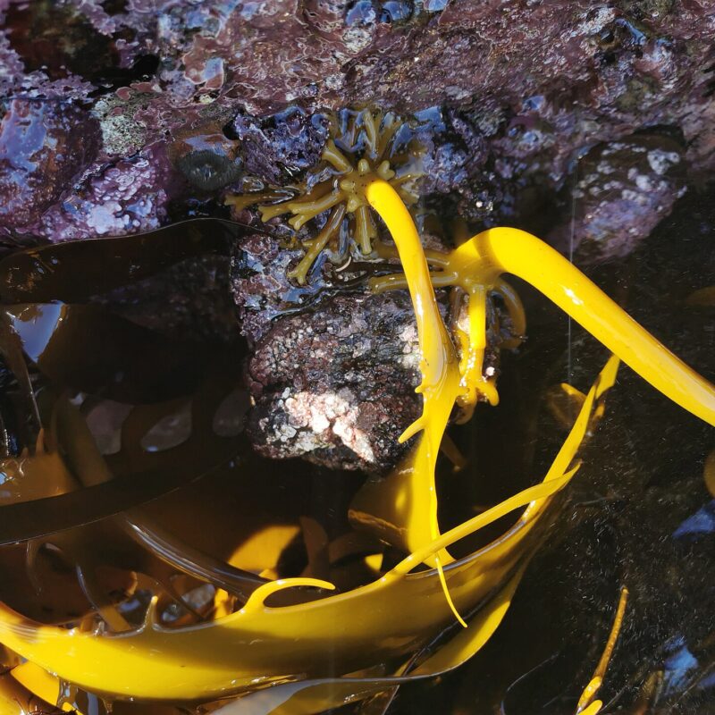 Alga bruna del genere Laminaria (kelp), una delle fonti da cui si estrae l'acido alginico
