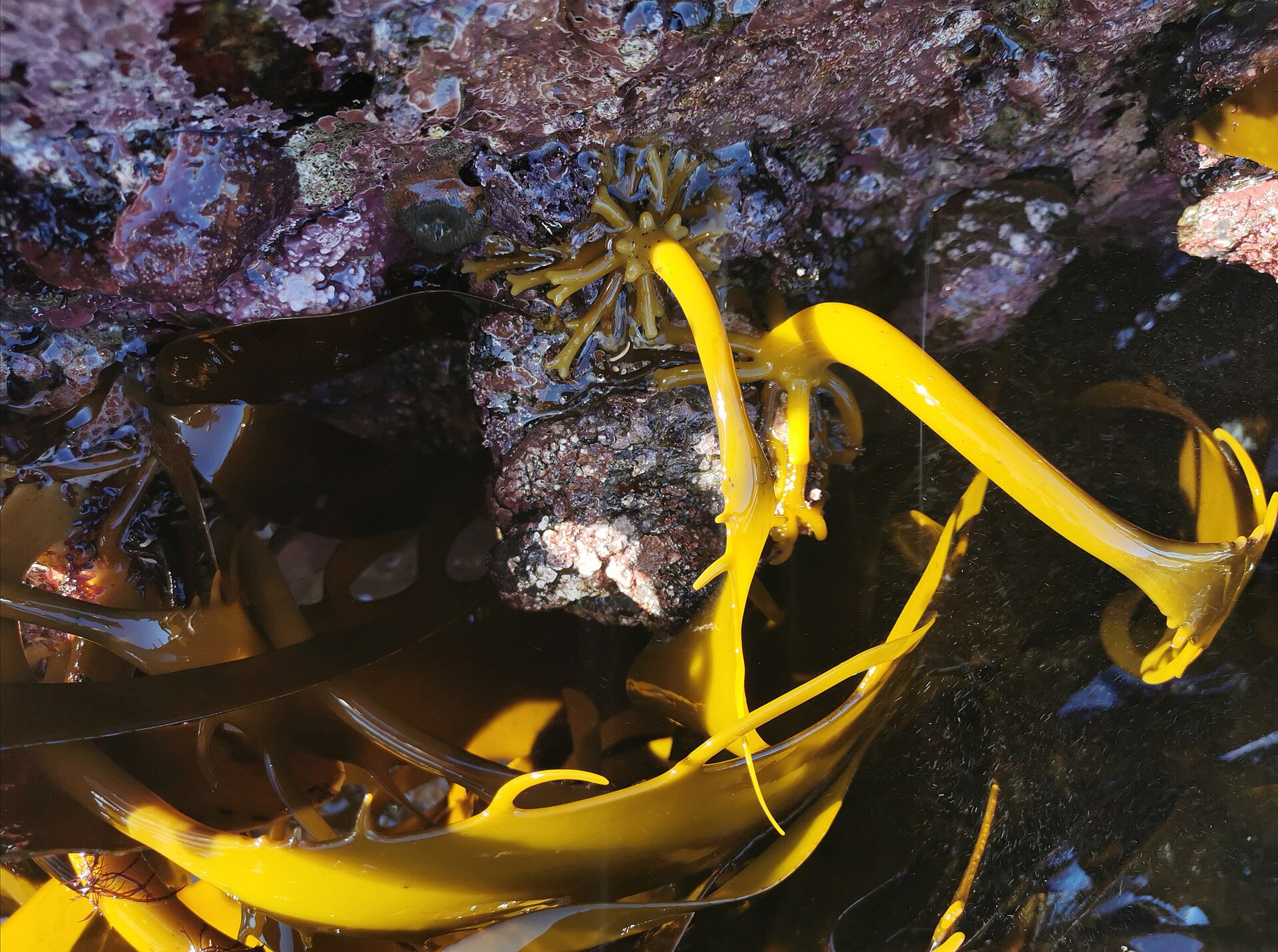 Alga bruna del genere Laminaria (kelp), una delle fonti da cui si estrae l'acido alginico