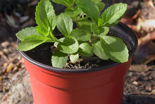 Pianta di Stevia rebaudiana coltivata in vaso, con foglie verdi