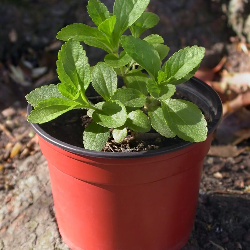 Pianta di Stevia rebaudiana coltivata in vaso, con foglie verdi