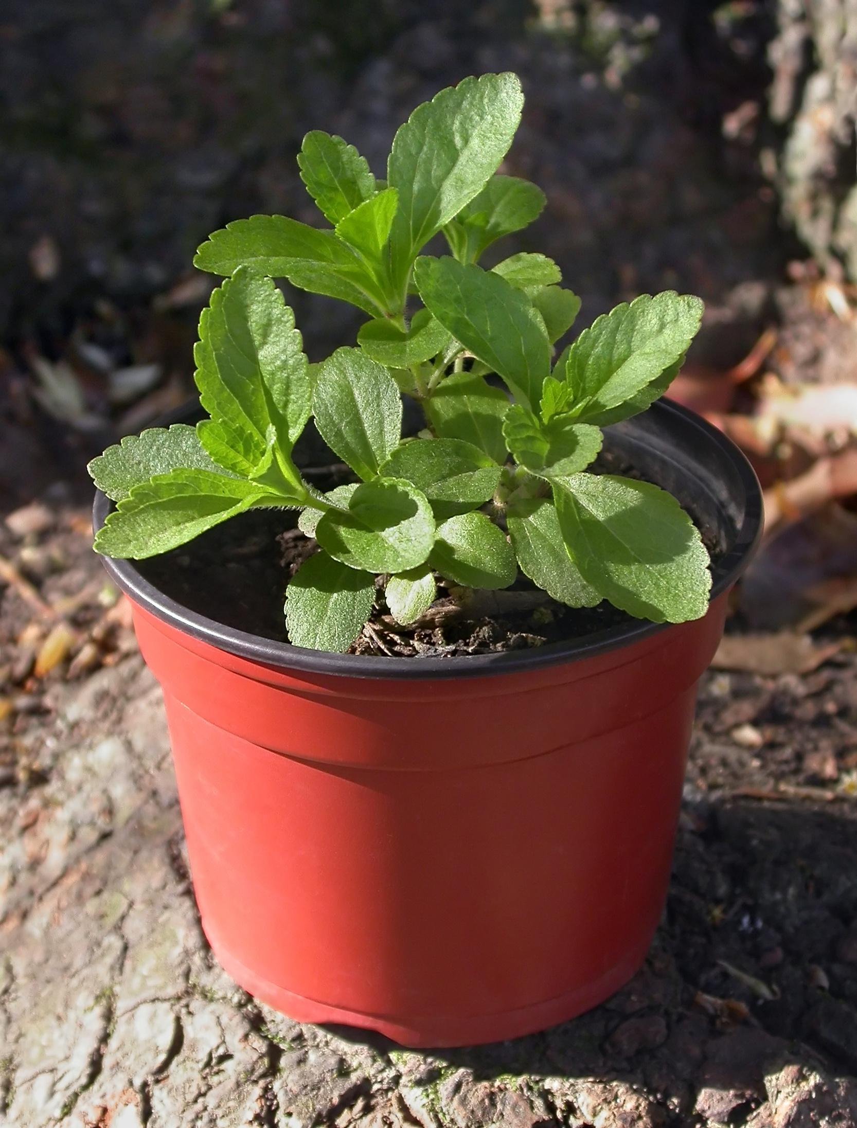 Pianta di Stevia rebaudiana coltivata in vaso, con foglie verdi