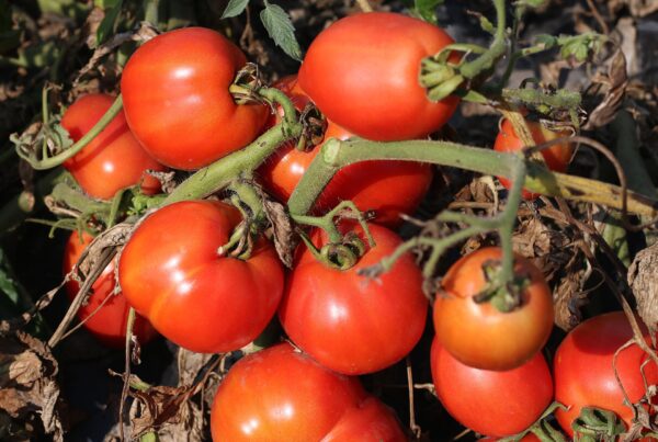 Pomodori freschi.