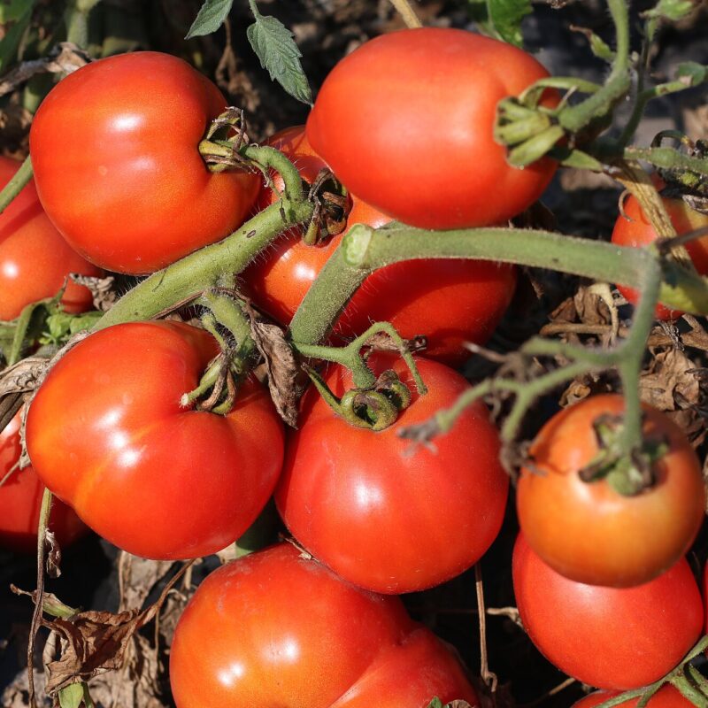 Pomodori freschi.