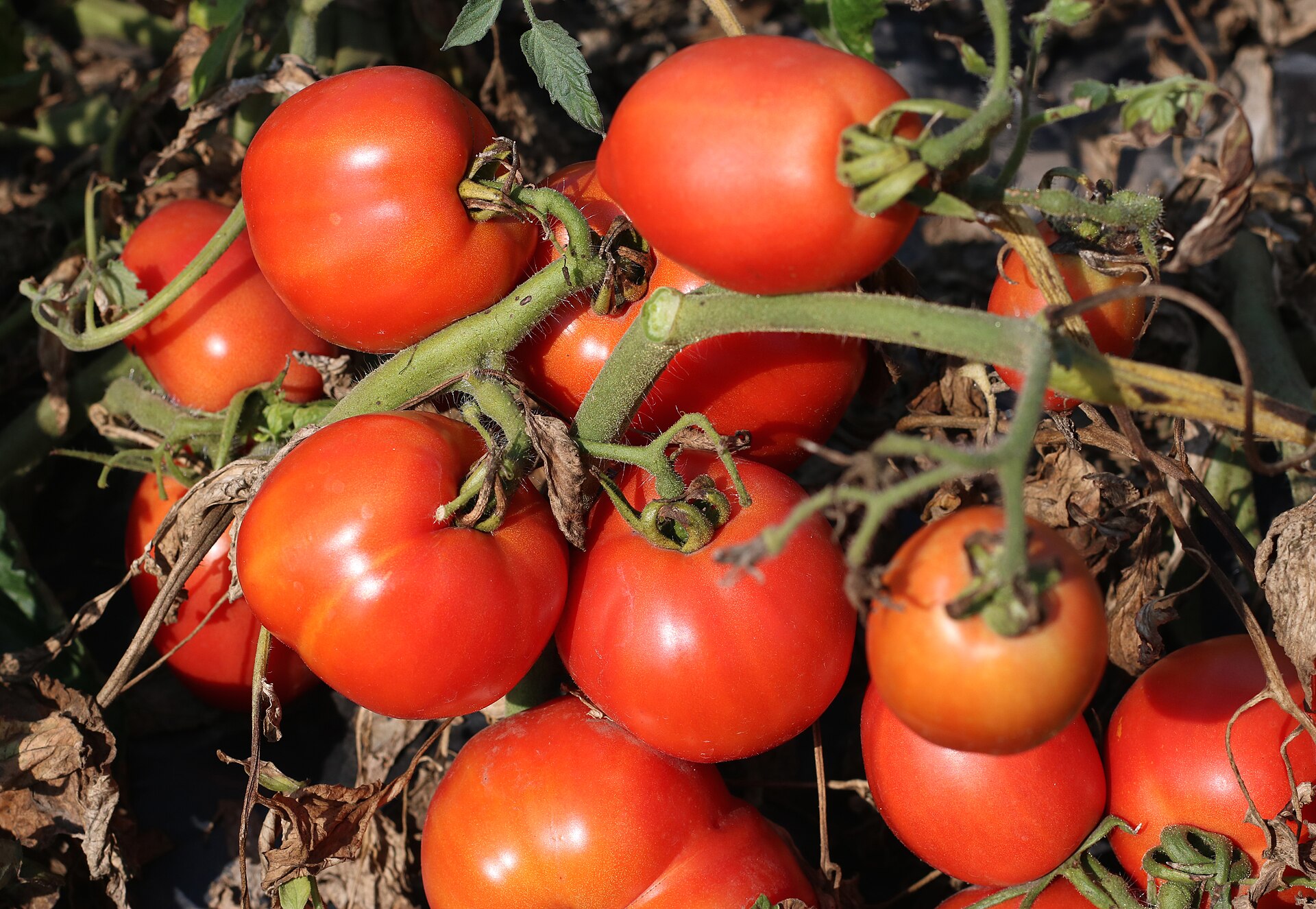 Pomodori freschi.